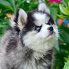 ontariopomskypuppies
