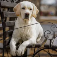 labradorsalma