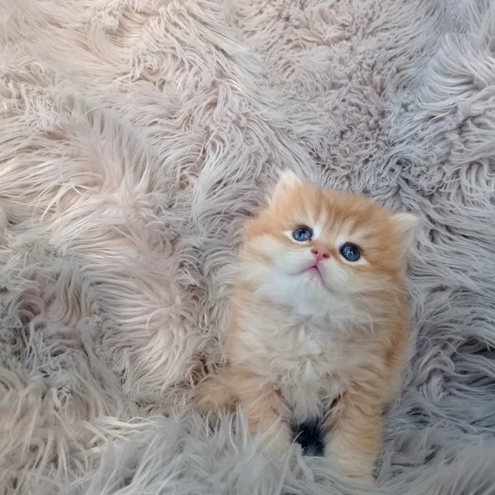 catbredeer