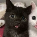 @zzrl96