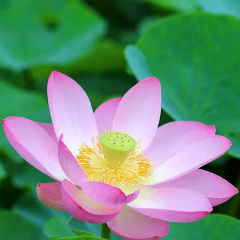@srikalai4678