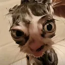 @kar500125
