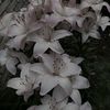 _sisionisshortasf