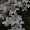 @_sisionisshortasf