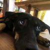 olivia_doglover2