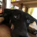 @olivia_doglover2