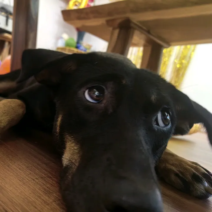 @olivia_doglover2