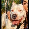 bella_white_amstaff