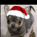 @geeo666