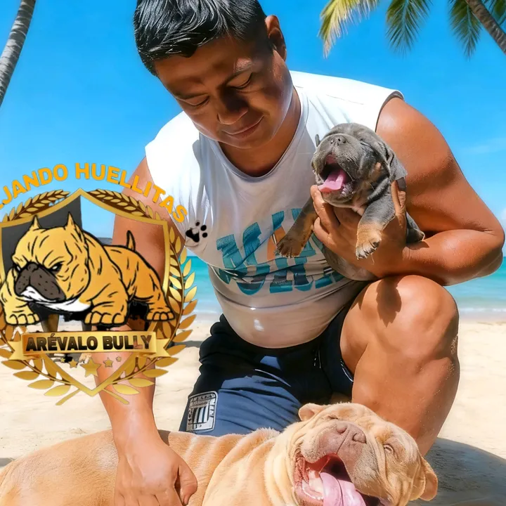 arevalobullsperu