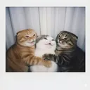 @thecrazytrio420