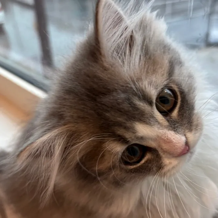 nini.0.9.09__1201