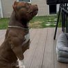 bossbullylife