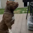 @bossbullylife
