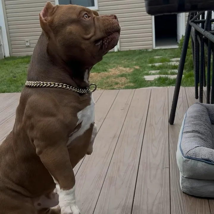 bossbullylife