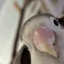 @birdoandbb_birds