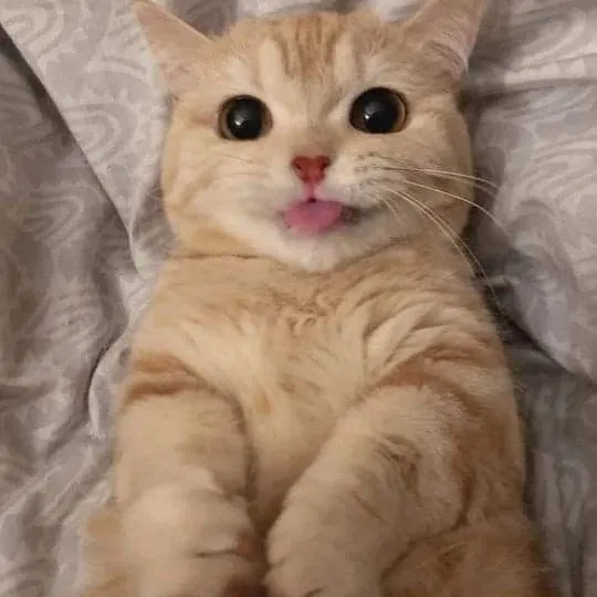 slyp1ee