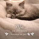 @woo_gatito