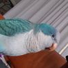 2funnyparrots