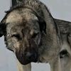 anatolianshepherddog