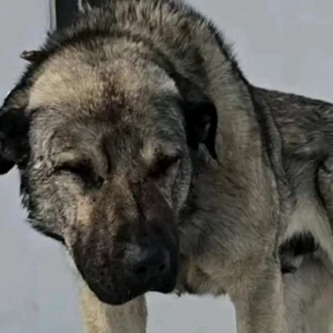 anatolianshepherddog
