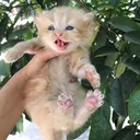 @laiqa_umar