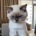 @simbamommy