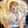 la_barbie_liss1