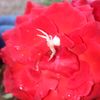 white_spider19