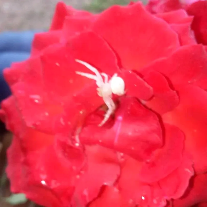 @white_spider19