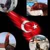 horozcu_318