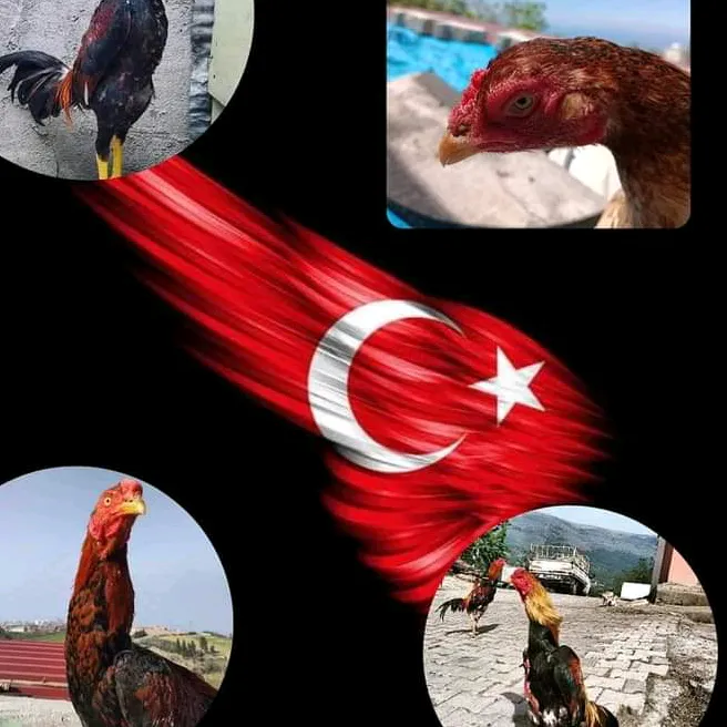 horozcu_318