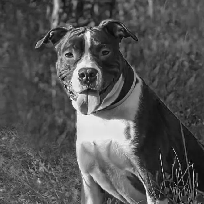 amstaff_iar