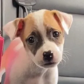 aspinxpitbull_khulet