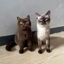 @tofurfect