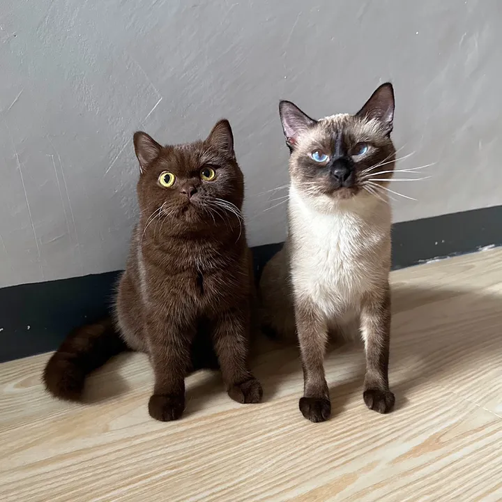 tofurfect