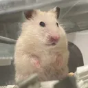 @ham_ham_park