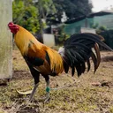 @superlinegamefarm1