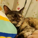 @3838popopopon