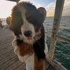bobby_berner