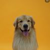 tintin.retriever