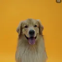 @tintin.retriever