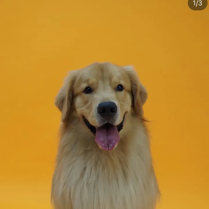 tintin.retriever