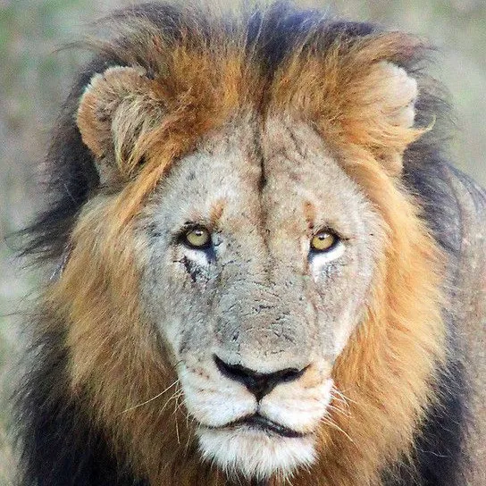 makhulu_king1