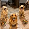3goldenretriever