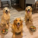 @3goldenretriever