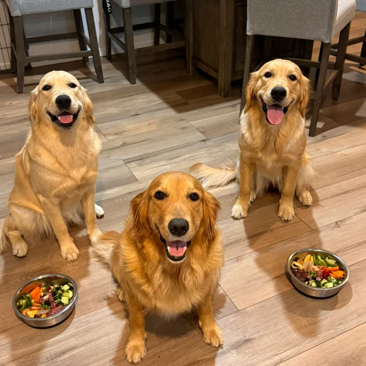 3goldenretriever