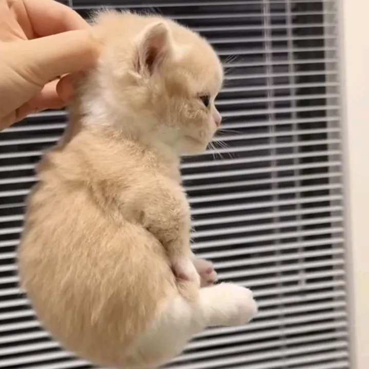 @them2binhsuaem