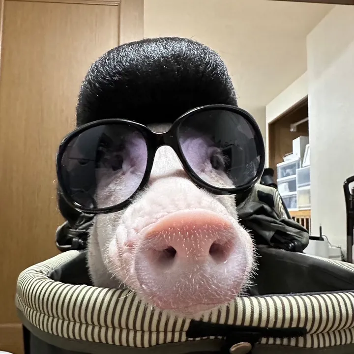 pig.menbe