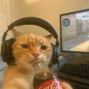 @lynx.bersahabat